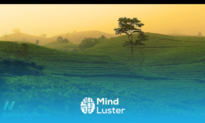 Lead Contamination of Tea