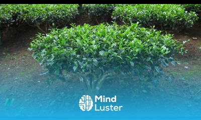 Antimutagenic Activity of Green Versus White Tea