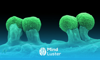 Prebiotics Tending Our Inner Garden