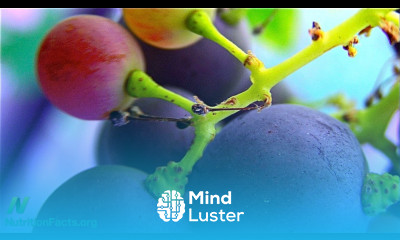 Erythritol May Be a Sweet Antioxidant UPDATE don t eat See doc note below