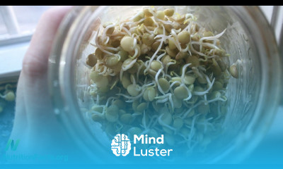 Cooked Beans or Sprouted Beans