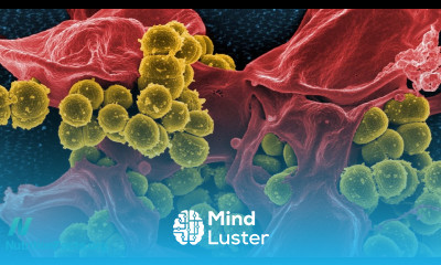 Superbugs in Conventional vs Organic Chicken