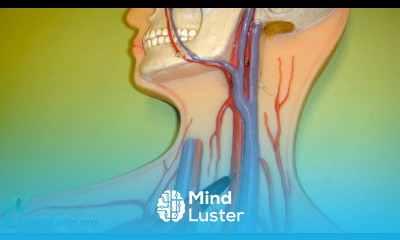 Vitamin B12 Necessary for Arterial Health