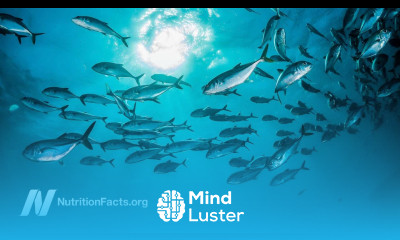 How Long To Detox From Fish Before Pregnancy