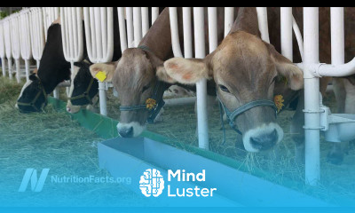 The Role of Bovine Leukemia Virus in Breast Cancer