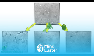 Anti Angiogenesis Cutting Off Tumor Supply Lines