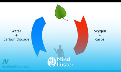 Minimum Recommended Daily Allowance of Antioxidants