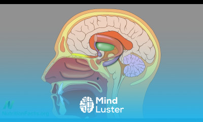 Peanut Butter Smell Test for Alzheimer s