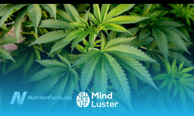 Does Marijuana Cause Health Problems