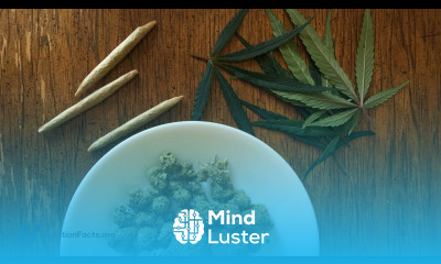 Effects of Marijuana on Weight Gain and Bone Density