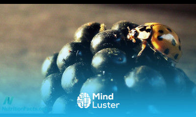 Berries vs Pesticides in Parkinson s Disease