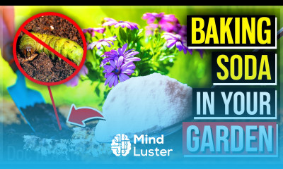 What Happens When You Put BAKING SODA In Your Garden