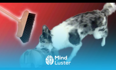 Teach Calmness Around Vaccum Cleaner or Broom Dog Training