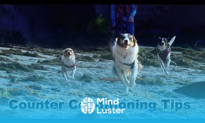 Dog Training Tip of the Day Counter Conditioning clicker dog training