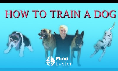 How to Train a Dog dog training clicker