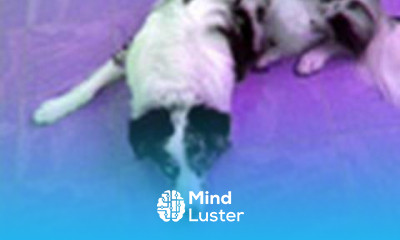 How to train a dog that is over excited over food