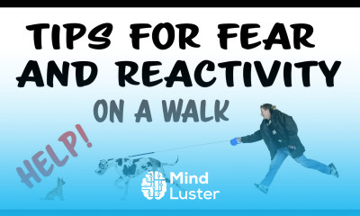 Training Tips for Fear and Reactivity on a Walk
