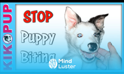 Stop puppy biting with handling games