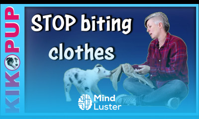 STOP puppy BITING clothes