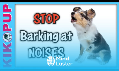 STOP Barking at Noises