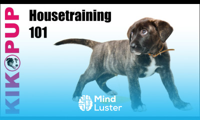 Housetraining 101
