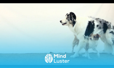 How Emily taught this amazing double dog trick