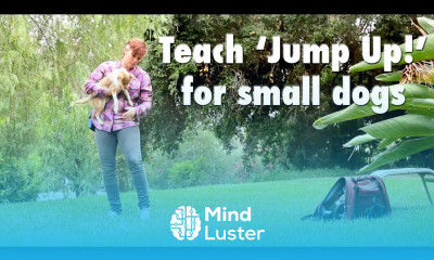 Train your little dog to jump up into your arms