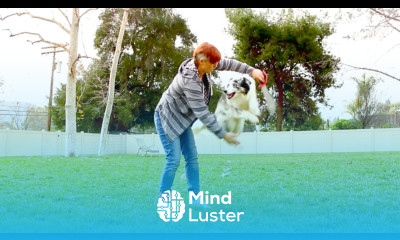 Jump Though a Hoop Dog Trick Tutorial