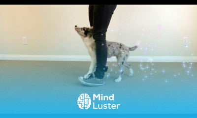 PUPPY TRICKS 12 Weeks