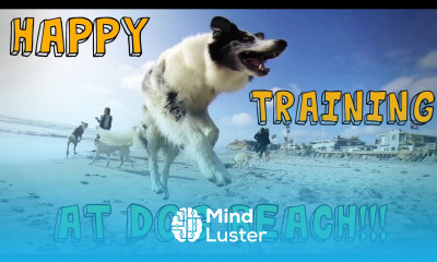 Happy Training at Dog Beach