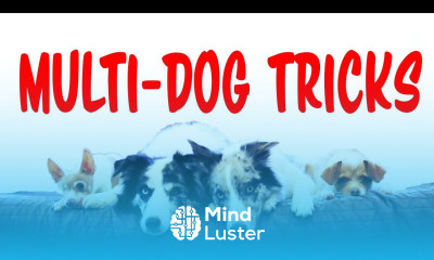 4 Dogs do Amazing Tricks