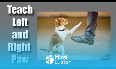 How to teach your dog his left paw from his right paw