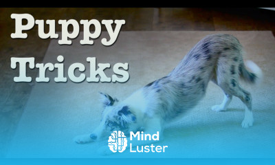 Wish AMAZING Dog Tricks 20 Wks