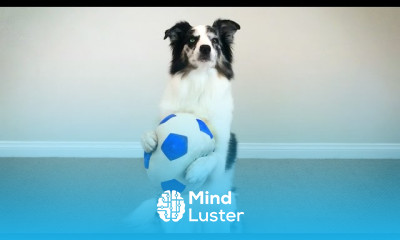 Splash the Border Collie Performs the Most Epic of Dog Tricks