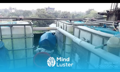 ছাদের উপর শোল মাছ চাষের আপডেট 5 সজীব 01772274456