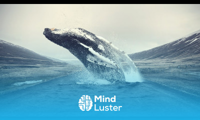 Humpback Whale Photoshop Tutorial Editing