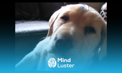 Funny Puppy Video Just for Fun Fitness Blender s Unofficial Mascot Loki
