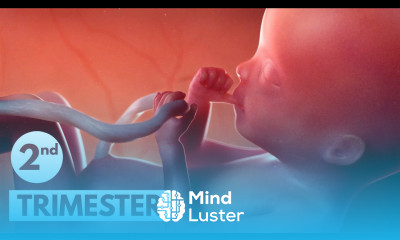 Second Trimester 3D Animated Pregnancy Guide