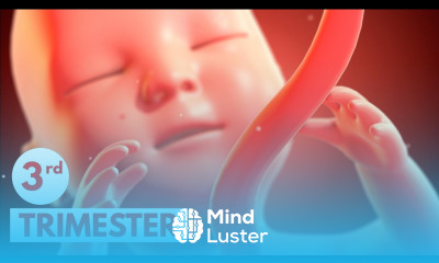 Third Trimester 3D Animated Pregnancy Guide