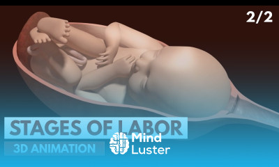 Stages of Labor 3D Animation 2 2
