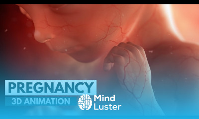 Pregnancy A Month By Month Guide 3D Animation