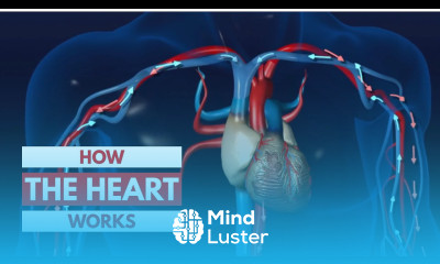 How the heart works l 3D Tour of the heart