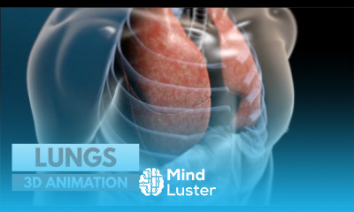 How our lungs work 3D tour of the lungs