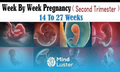 Week by Week Pregnancy Second Trimester 14 To 27 Weeks