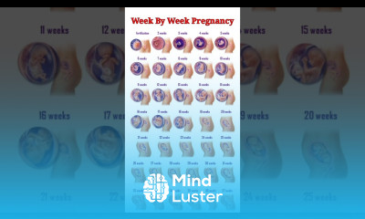 Pregnancy Week By Week pregnancy pregnancyweekbyweek pregnancycare