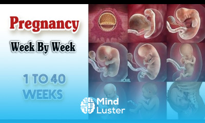 Pregnancy Calculator Week By Week Fetal Development Week by Week Pregnancy Symptoms Week by Week