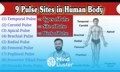 Pulse Site Pulse Sites in Human Body