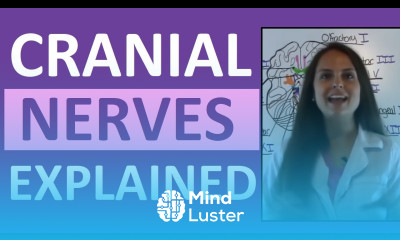 Cranial Nerves Anatomy Cranial Nerves Mnemonic Made Easy