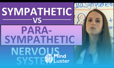 Sympathetic and Parasympathetic Nervous System Autonomic Anatomy Pharmacology Nursing