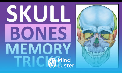 Skull Bones Mnemonic Cranial and Facial Bones Anatomy and Physiology
